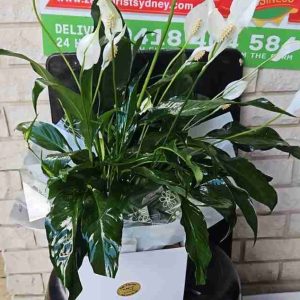 Peace Lilly Small