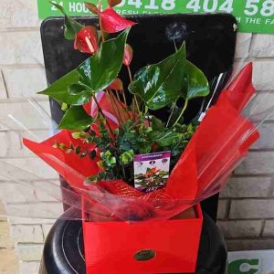 Red Anthurium Plant