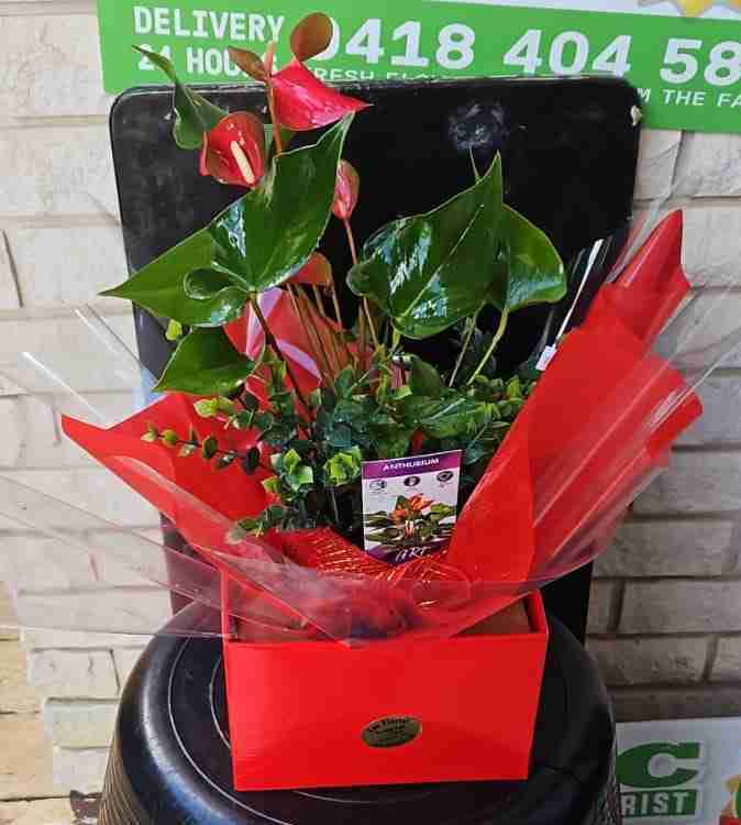Red Anthurium Plant