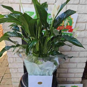 Peace Lilly Large